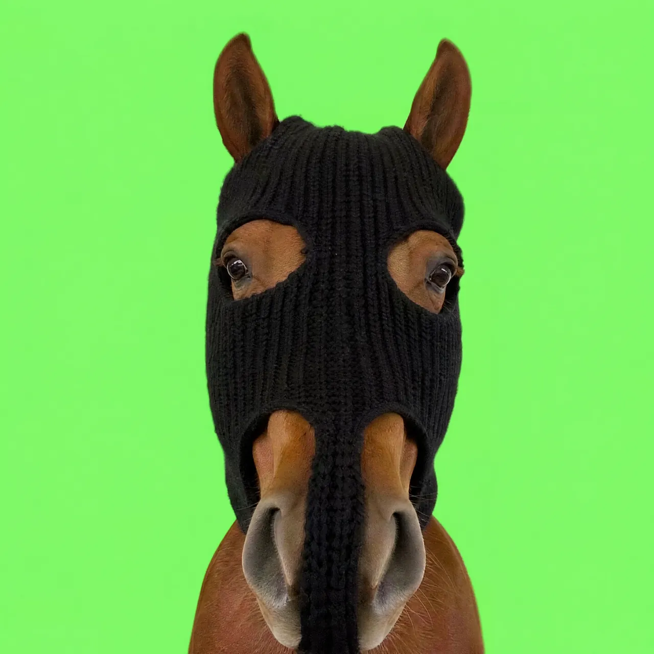 HorseWifMask · The wif coin for Stable Chain: 50 images + loops