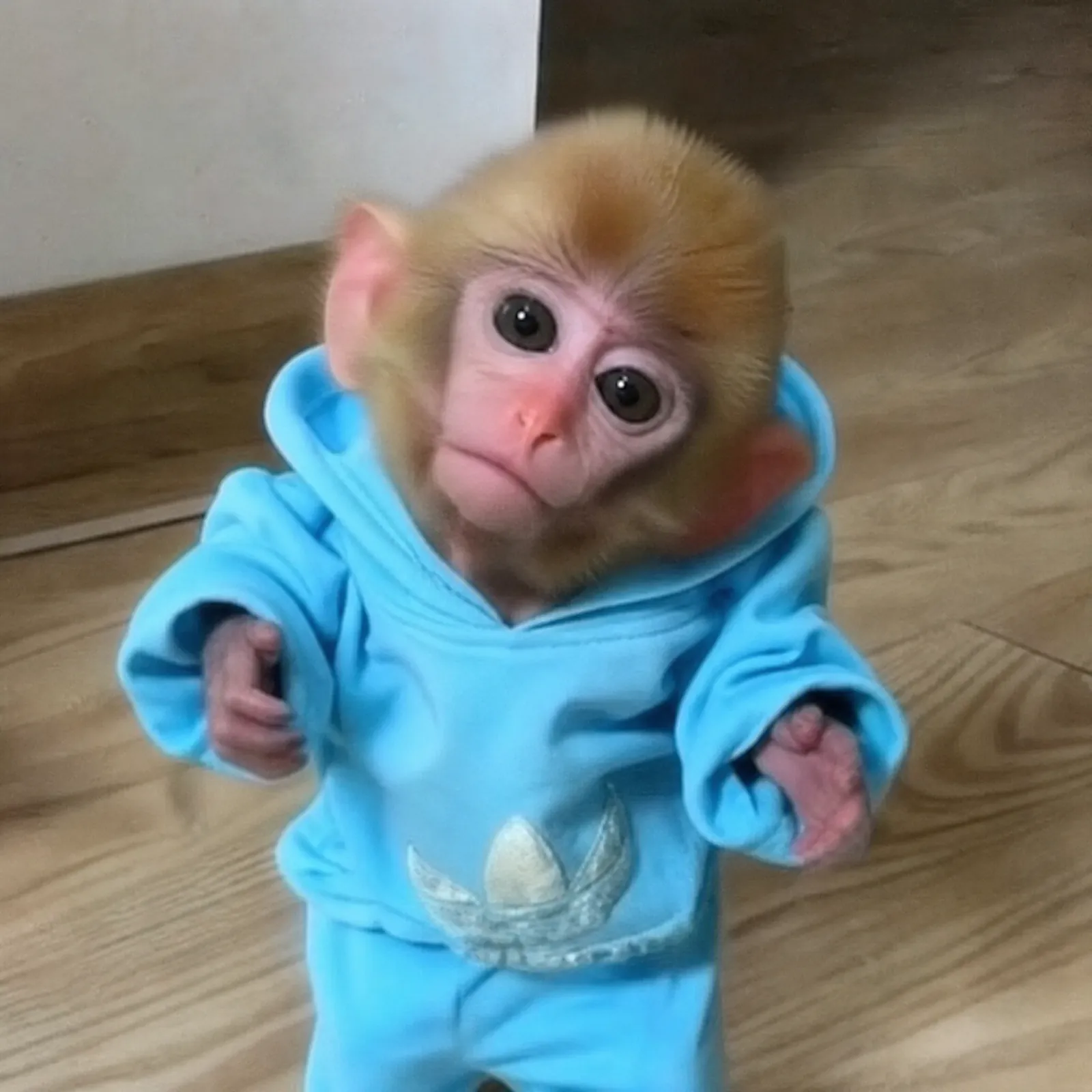 monke