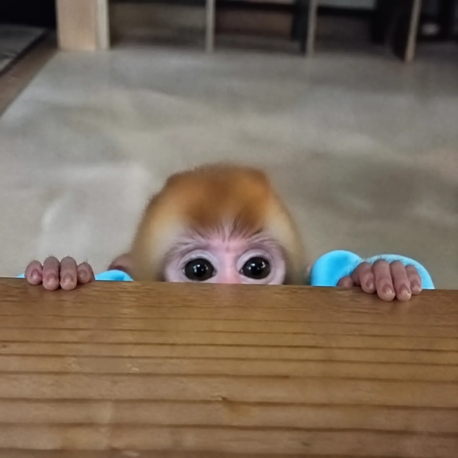 monke