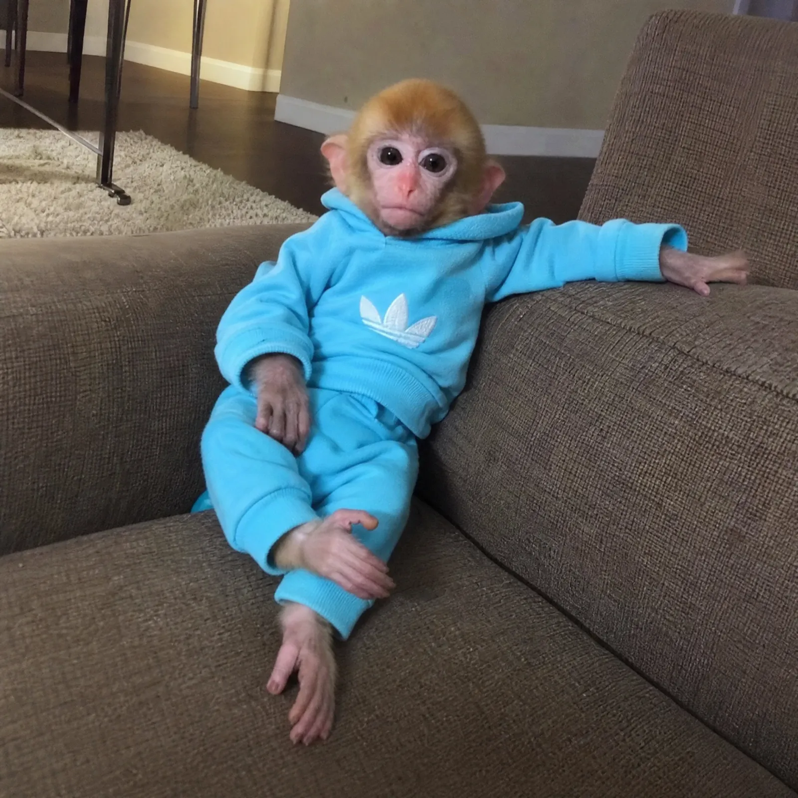 monke