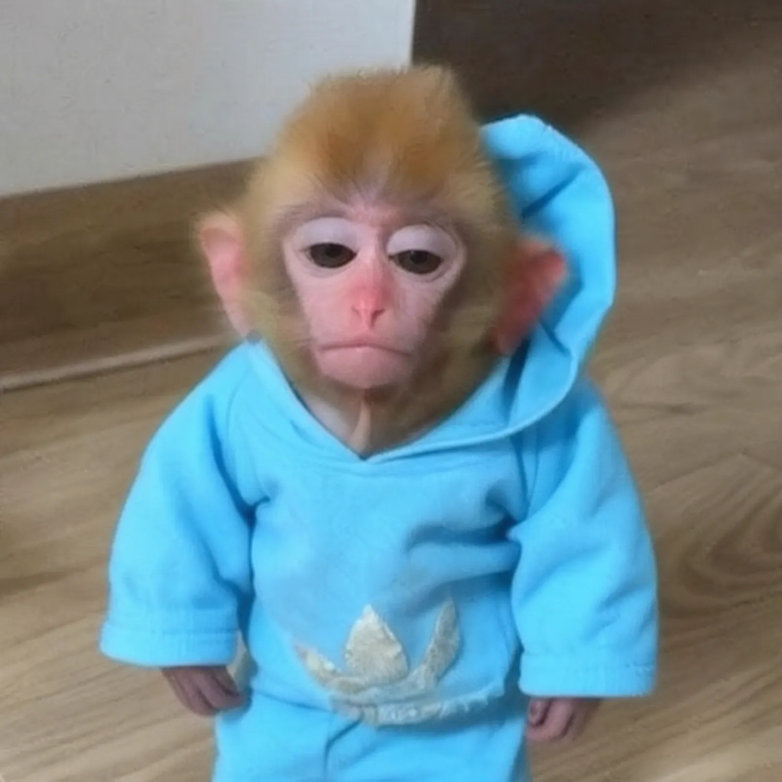 monke