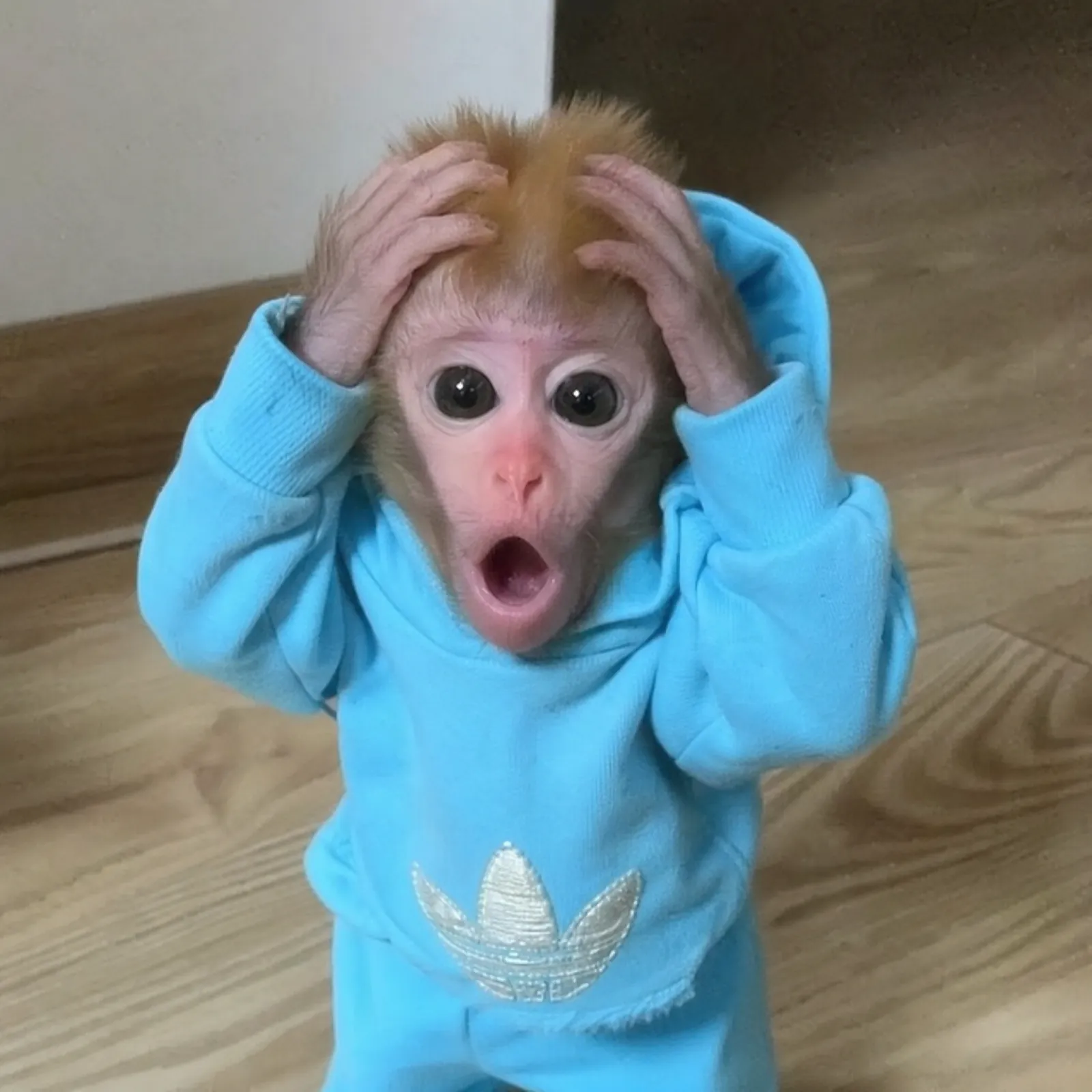 monke