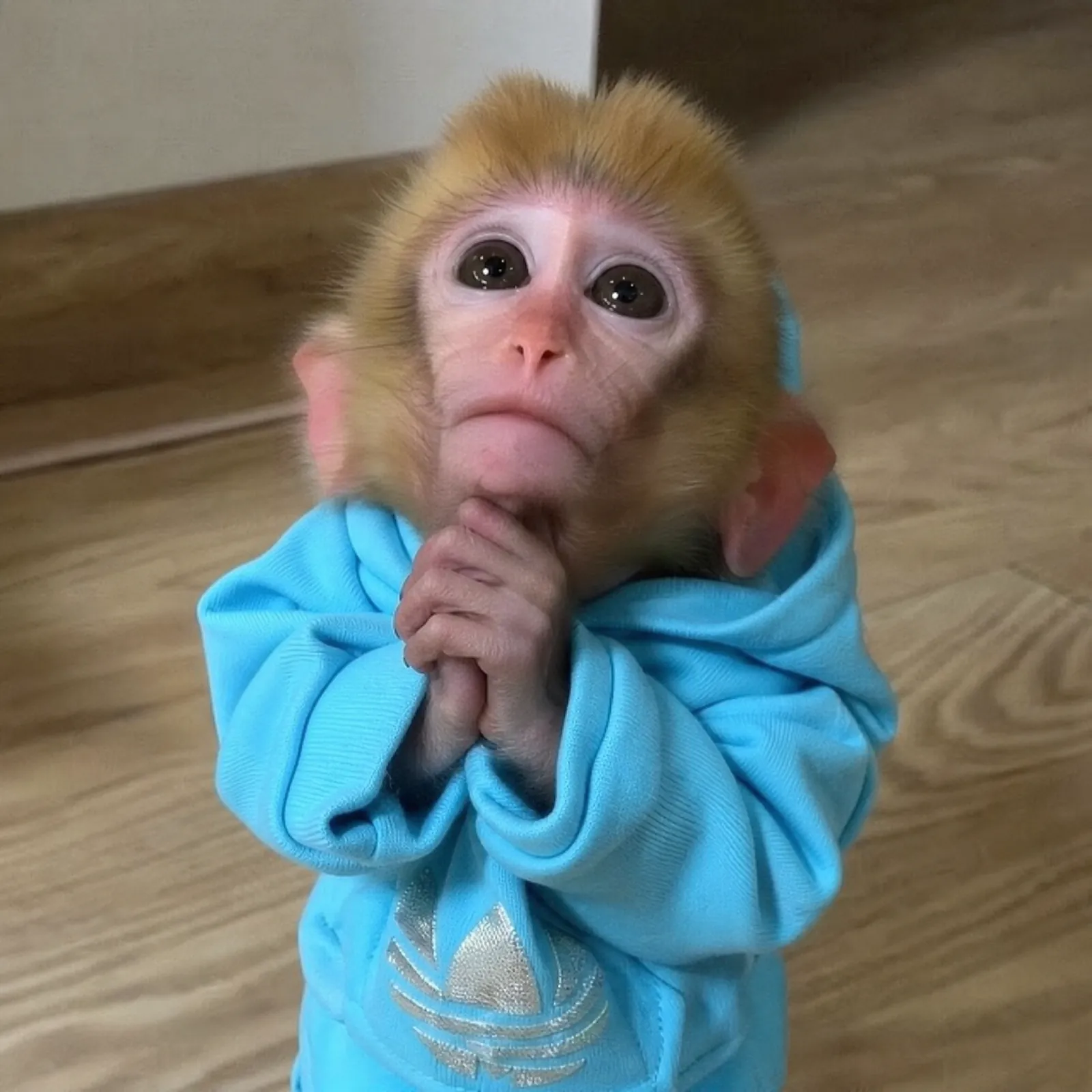 monke