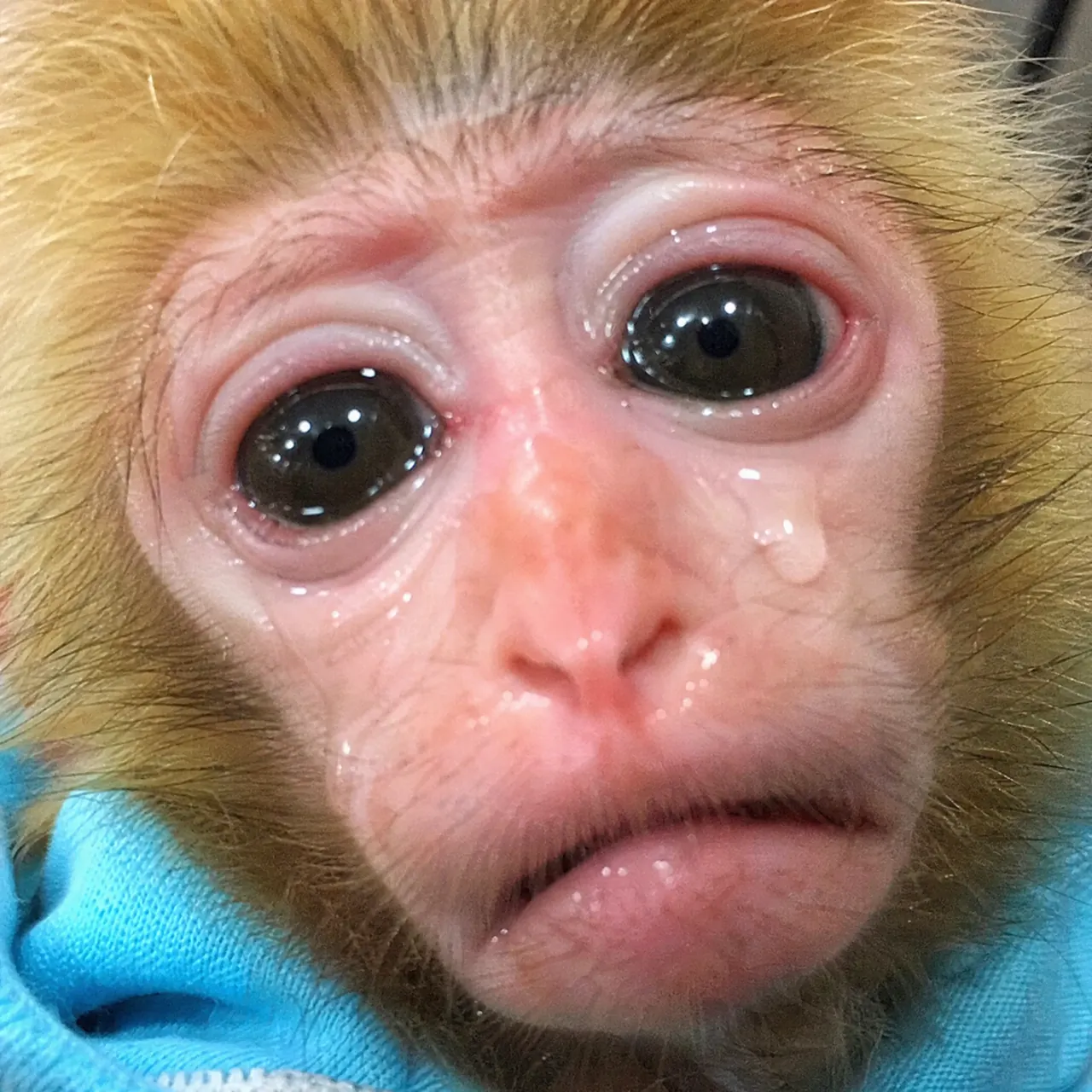 monke, A reply-image pack that reads as a found photo